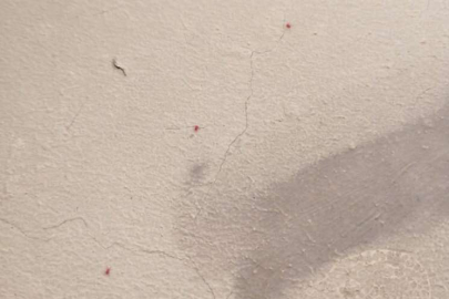 Bursa'da hastane binasında örümcek istilası!