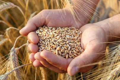 Buğday ve arpa alım fiyatları belirlendi