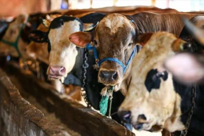 Kurbanlık hayvanda dikkat edilmesi şart 5 detay