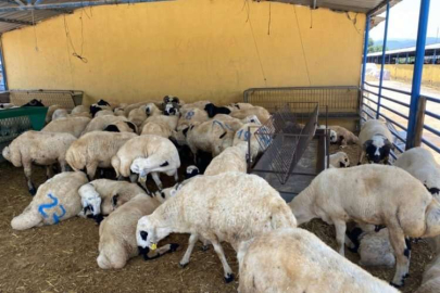 Bursa'da hayvan giriş çıkışına kapatılan bölgeler hakkında açıklama!