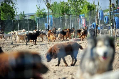 Farklı cins 20 evcil köpeğe yuva aranıyor