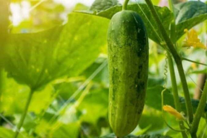 Salatalığın hiç duymadığınız faydaları..