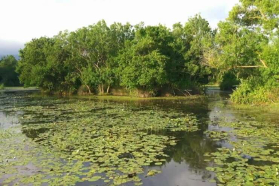 Karacabey'deki longoz ormanları göz kamaştırıyor