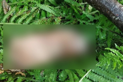 Artvin'de şoke eden anons! Ayak parçası...