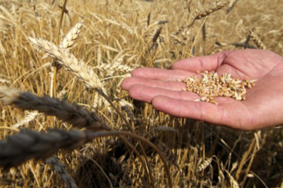 İbrahim Yumaklı: TMO şu ana kadar 8,5 milyon ton hububat teslim aldı