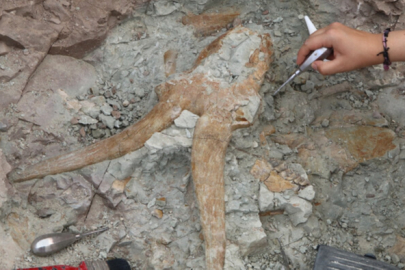 Çankırı'da yaklaşık 8,5 milyon yıllık onlarca fosil ortaya çıkarıldı