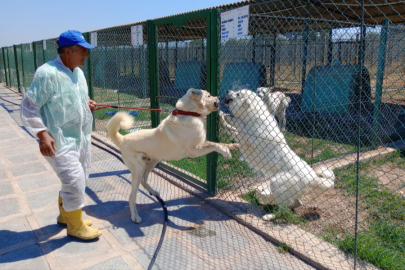 TİGEM'den Türk ırkı köpek sahibi olmak için 6 ay sıra bekliyorlar