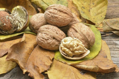 Cevizin kabuğunu çöpe atmak yerine başınıza sürün! Ne beyaz kalır ne bit ne de kir... MUCİZEVİ!