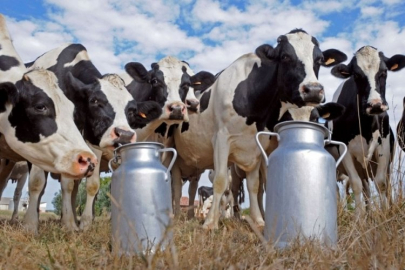Süt inekleri maliyet kaynaklı kesime giderken süt üretimi azaldı
