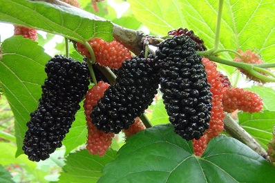 Doğanın zengin hazinesi! Dutun faydalarını duyan şaşırıyor