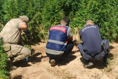 Şanlıurfa'da evinin bahçesine kenevir eken kadın gözaltına alındı