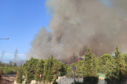 Bursa'da orman yangını!