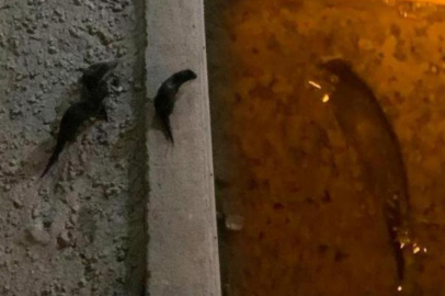 Gümüşhane'de su samuru görüldü