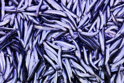 Hamsinin kilosu düştü!