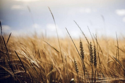 Macaristan, Polonya ve Slovakya, Ukrayna tahıl ihracatı yasağına devam kararı
