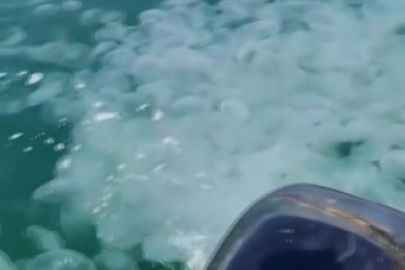 Bursa'da denizanası istilası korkuttu!