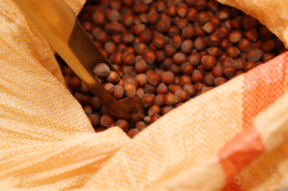 Giresun'da fındık alımı serbest piyasada 107 lira