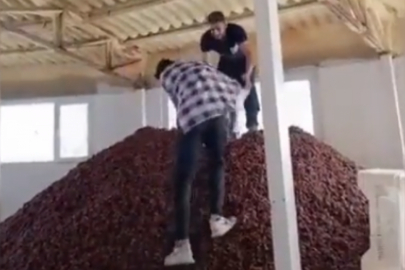 Kayısı imalathanesinde iğrenç görüntü!