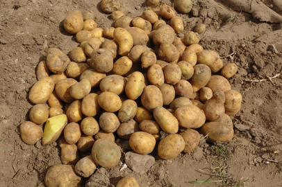 Patates hasadında Sivas devreye girdi!