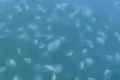 Gemlik'te denizanası istilası!