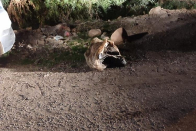 Kayıp olarak aranan kadının miras yüzünden öldürüldüğü belirlendi
