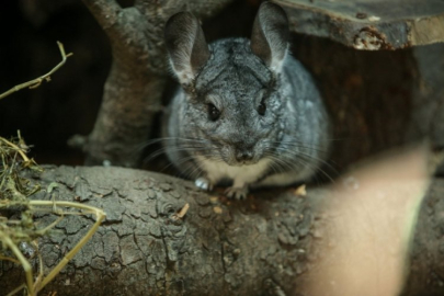 Bursa'da Kırmızı kuyruklu boa yılanı ve çinçillalar uyum sürecinde