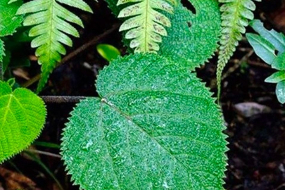 Şaka değil gerçek! Bu bitkiye dokunan intihar ediyor
