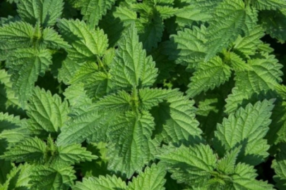 İbn-i Sina'nın şifalı bitkisi! Yapraklarını limon ve balla karıştırın, bakın neler oluyor