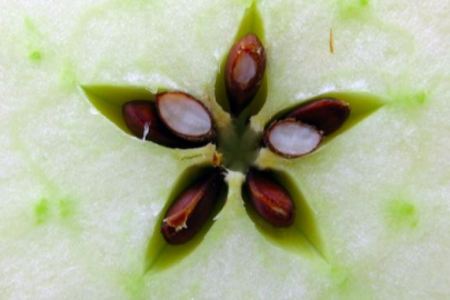 Çekirdeğinde siyanür var! Yutmanız ölümcül olabilir...