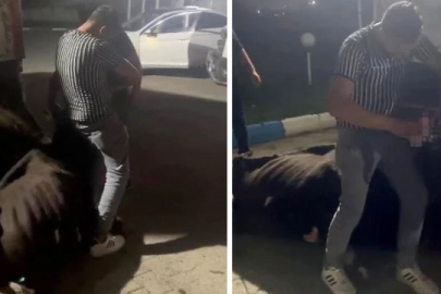 Sakarya'da bir kişi ineğe zorla içki içirdi