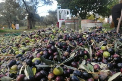 Gemlik zeytininde 30 bin çiftçi üretim yapıyor