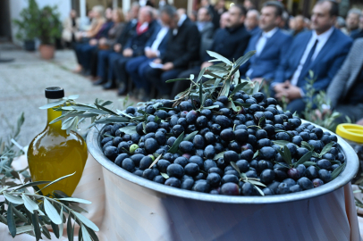 Bursa zeytininde hasat bereketi