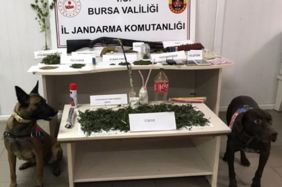 evinin bahçesinde kenevir yetiştiren şahsa suçüstü yakalandı