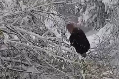 Bursa'da ağaç, elektrik direğinin üzerine devrildi!