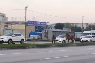 Bursa'da ana yol üzerindeki refüjde kalan başı boş atlar ne yapacağını şaşırdı