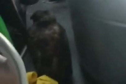 Bursa'da dolmuşta ilginç görüntüler!