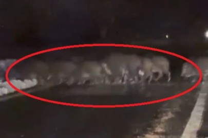 Bursa'da yiyecek bulamayan domuz sürüsü karayoluna indi