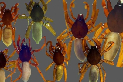 Antalya'da 8 yeni örümcek türü keşfedildi