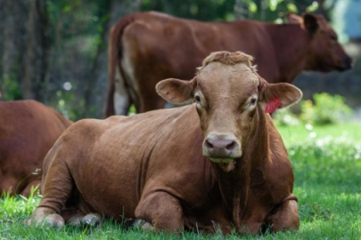 Japonya'da Matsusaka ırkı sığır 30 milyon yene satıldı