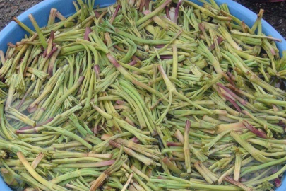 Resmen ikiz iksiri! Aman dikkat: Bu otu yiyen doğurdukça doğuyor...