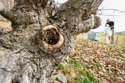 Bir kovuk buldu, 3 saatte 30 bin lira kazandı! Servet akıyor servet...
