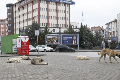 Küçük Tunahan'a köpek saldırısının boyutu: Vücudunda parçalanmayan yer yok