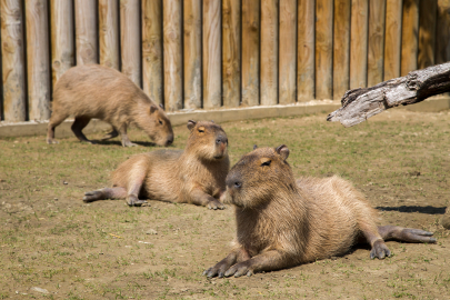 Bursa'da hayvanat bahçesi giriş ücretlerine zam!