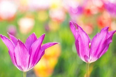 İlk cemre düştü mü? İlk cemre ne zaman düşecek?