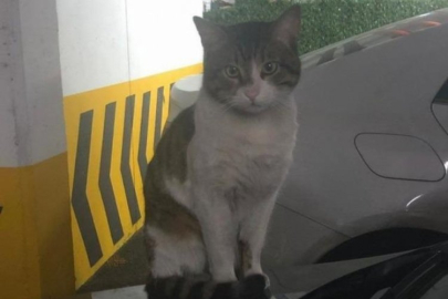 Eros isimli kedinin kamu davası yeniden görülecek