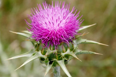 Deve dikeninin inanılmaz faydaları!