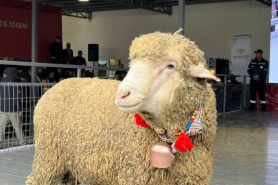 Merinos koçu 150 bin liradan satıldı