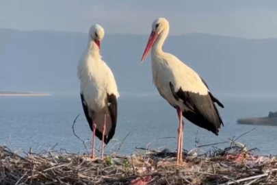 Yaren'in ardından eşi Nazlı da balıkçı Adem Amca'nın yanına geldi