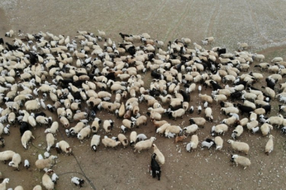 Koyun ve kuzuların renkli buluşması