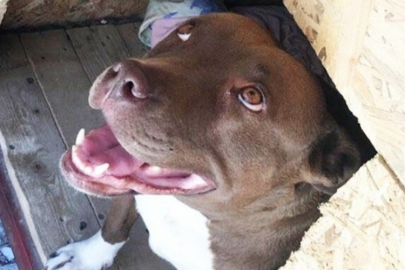 'Şila' isimli köpeği kulübesinde yakarak öldüren sanık hakkında tutuklama kararı